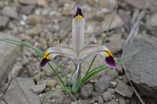 Iris rodionenkoi (Lazkov & Naumenko) T. Hall的圖片