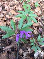 Image of Cardamine glanduligera O. Schwarz