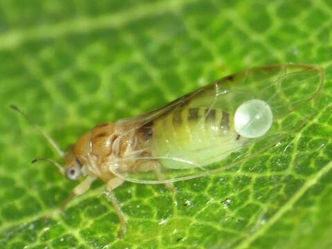 Imagem de Bactericera minuta (Crawford 1910)