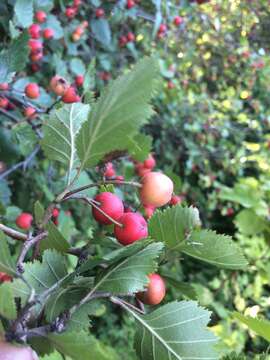 Image of Canadian hawthorn