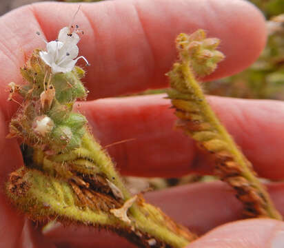 Image of Pinkava's phacelia