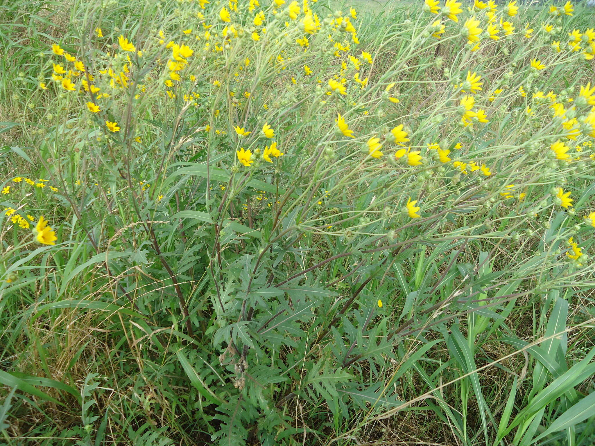 Image of Engelmann's daisy