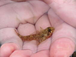 Image of Cunningham&#39;s triplefin