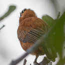 Image of Chestnut Piculet