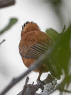 Image of Chestnut Piculet