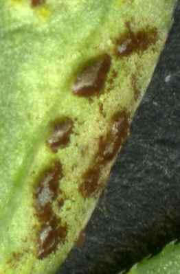 Plancia ëd Puccinia punctata Link 1816