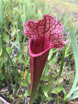 Image of pitcherplant