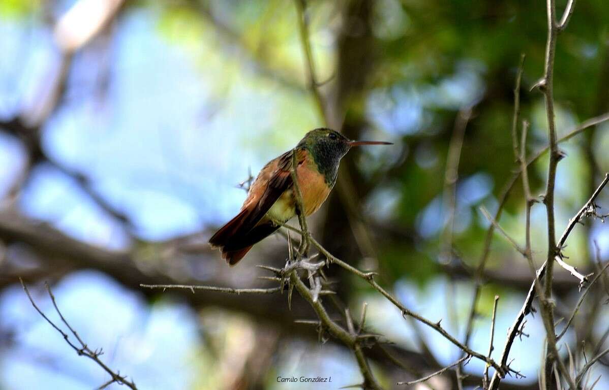 Image of Chestnut-bellied Hummingbird