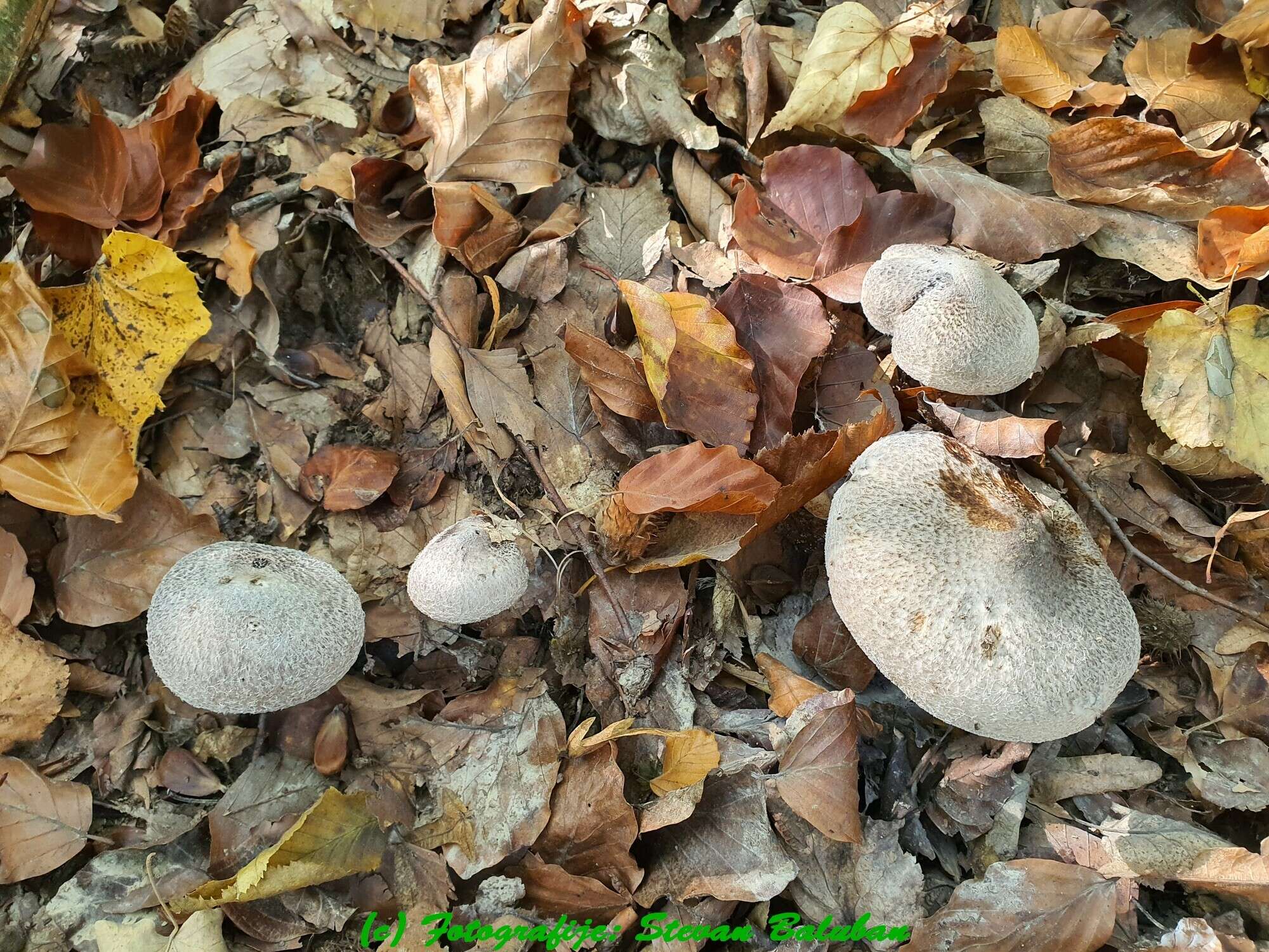 Plancia ëd Tricholoma sciodes (Pers.) C. Martín 1919