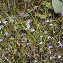 Image of Piedmont False Pimpernel