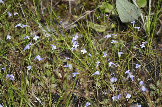 Imagem de Lindernia monticola Muhl. ex Nutt.