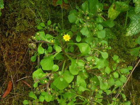 Image of Aichryson punctatum (Chr. Sm.) Webb & Berth.