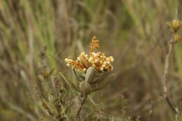 Image of Clethra fimbriata Kunth