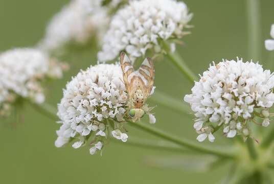 Orellia stictica (Gmelin 1790)的圖片