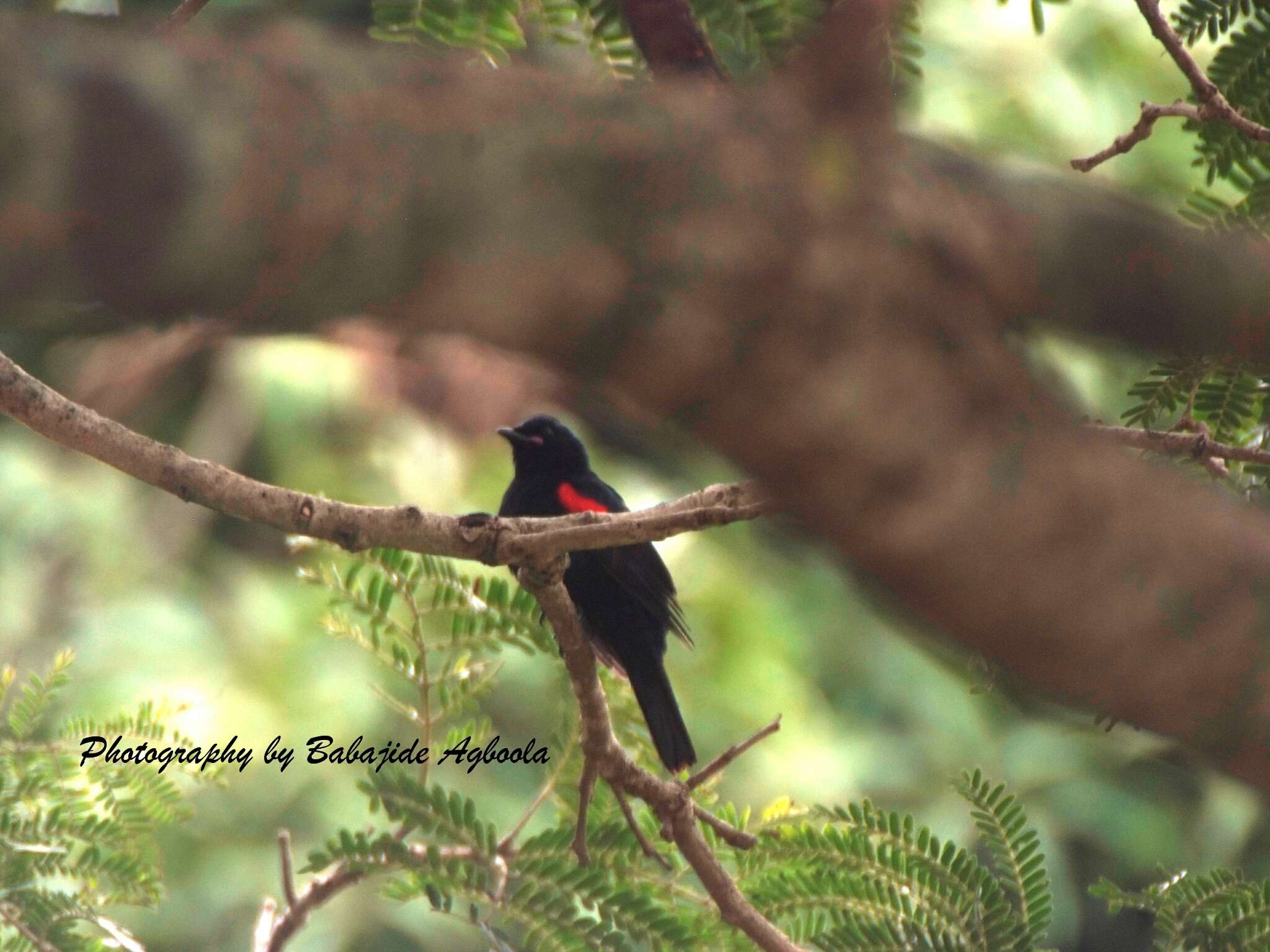 Image of Red-shouldered Cuckoo-shrike