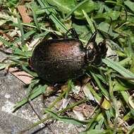 Imagem de Calosoma (Calosoma) schayeri Erichson 1842