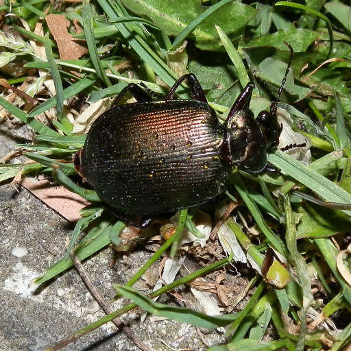 Imagem de Calosoma (Calosoma) schayeri Erichson 1842