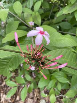 Image of Kopsia fruticosa (Ker-Gawl.) A. DC.