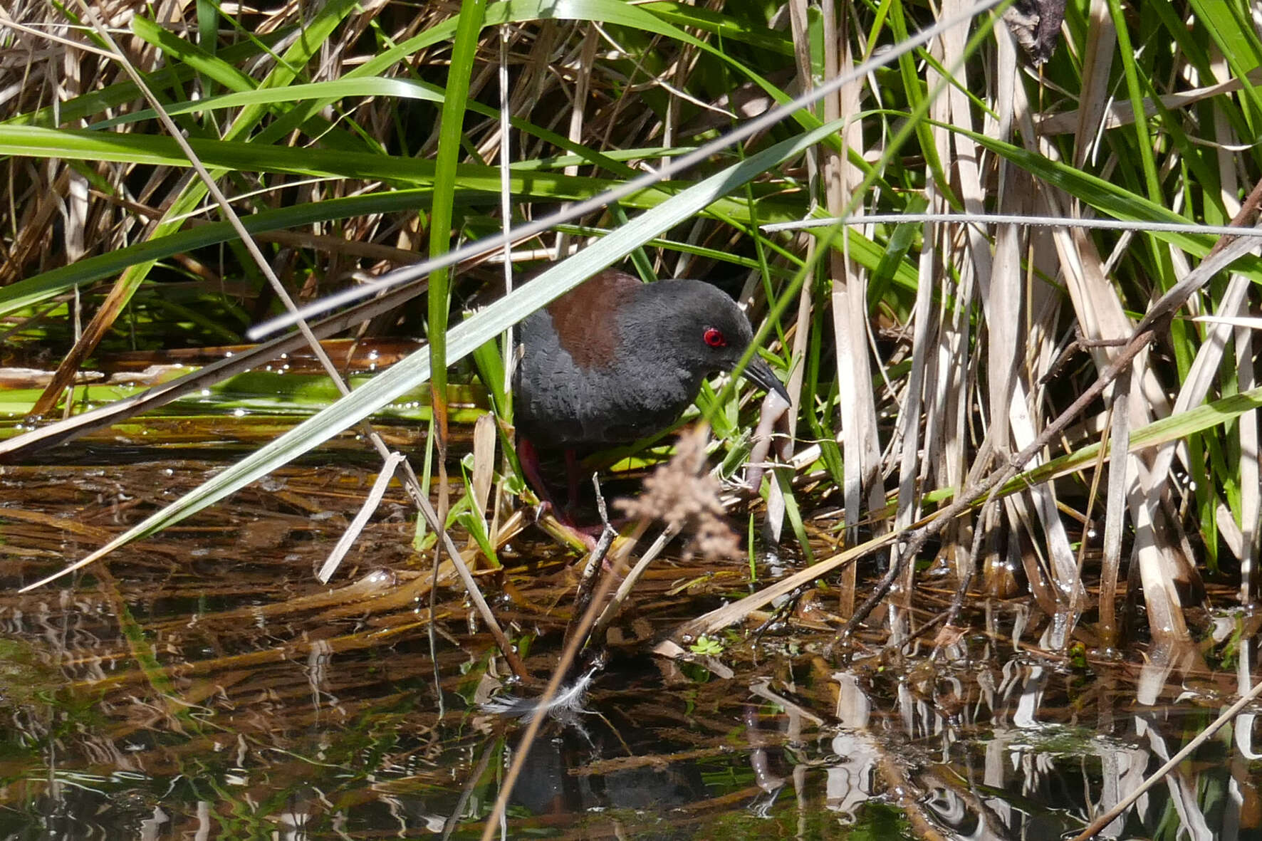 Image of Spotless Crake