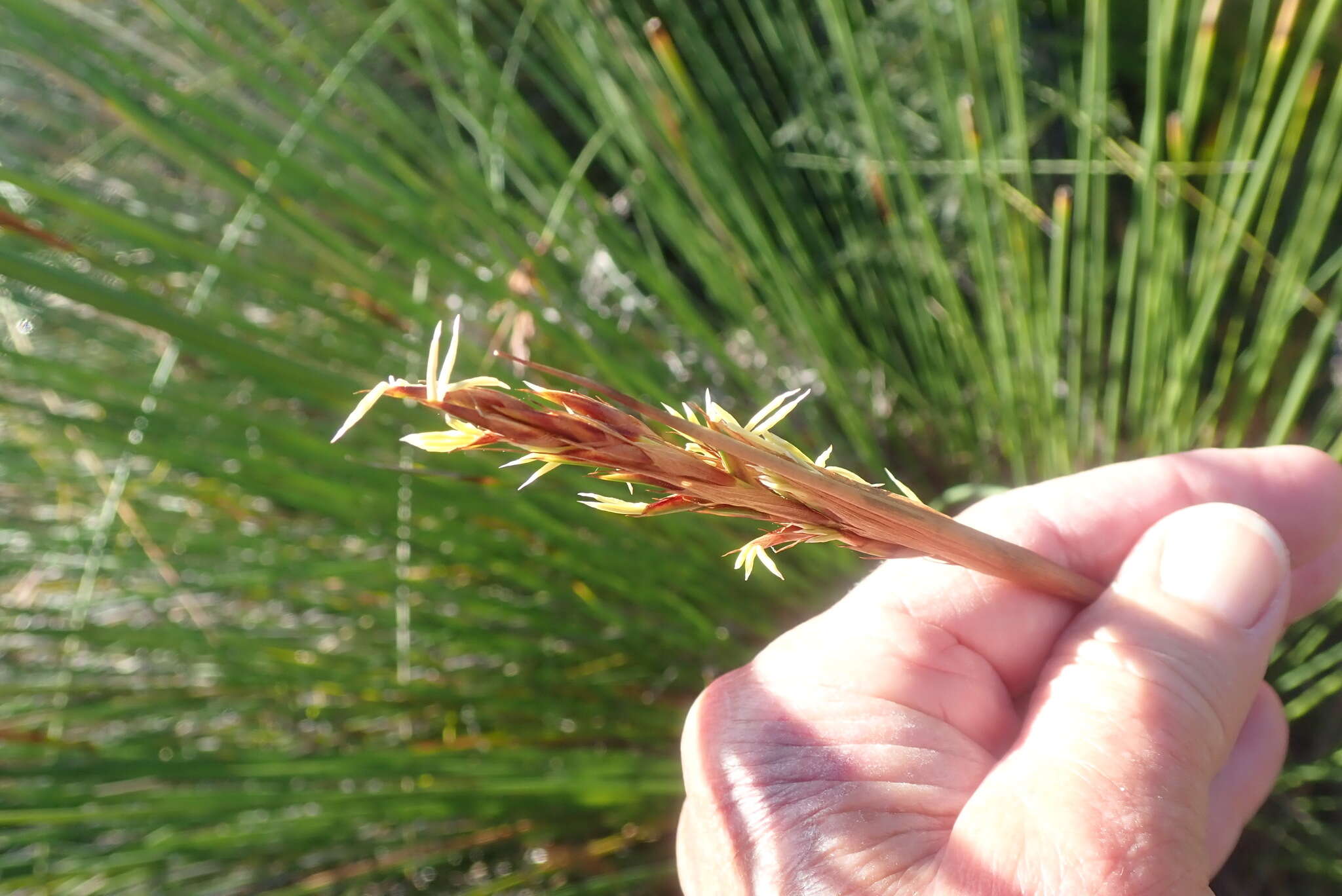 Image of Neesenbeckia punctoria (Vahl) Levyns