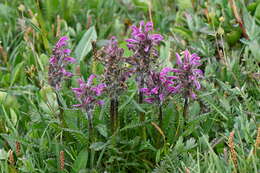 Image of Rocky Mountain Lousewort