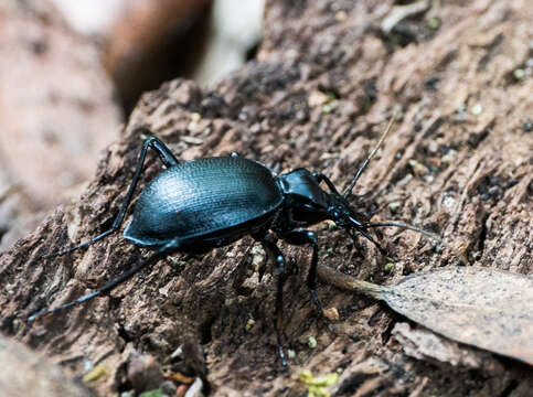 صورة Scaphinotus (Brennus) interruptus (Ménétriés 1843)