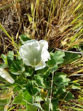 صورة Calystegia subacaulis Hook. & Arn.