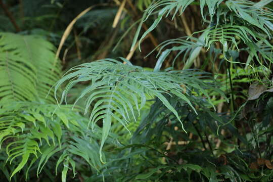 Image of Pteris formosana Bak.