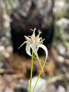 Image of Florida Whitetop