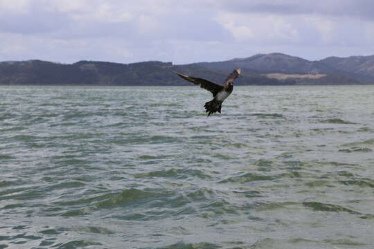 Image of Arctic Skua