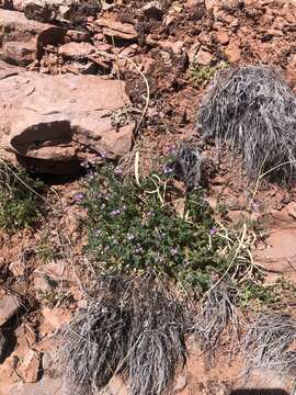 Imagem de Astragalus pubentissimus Torr. & A. Gray