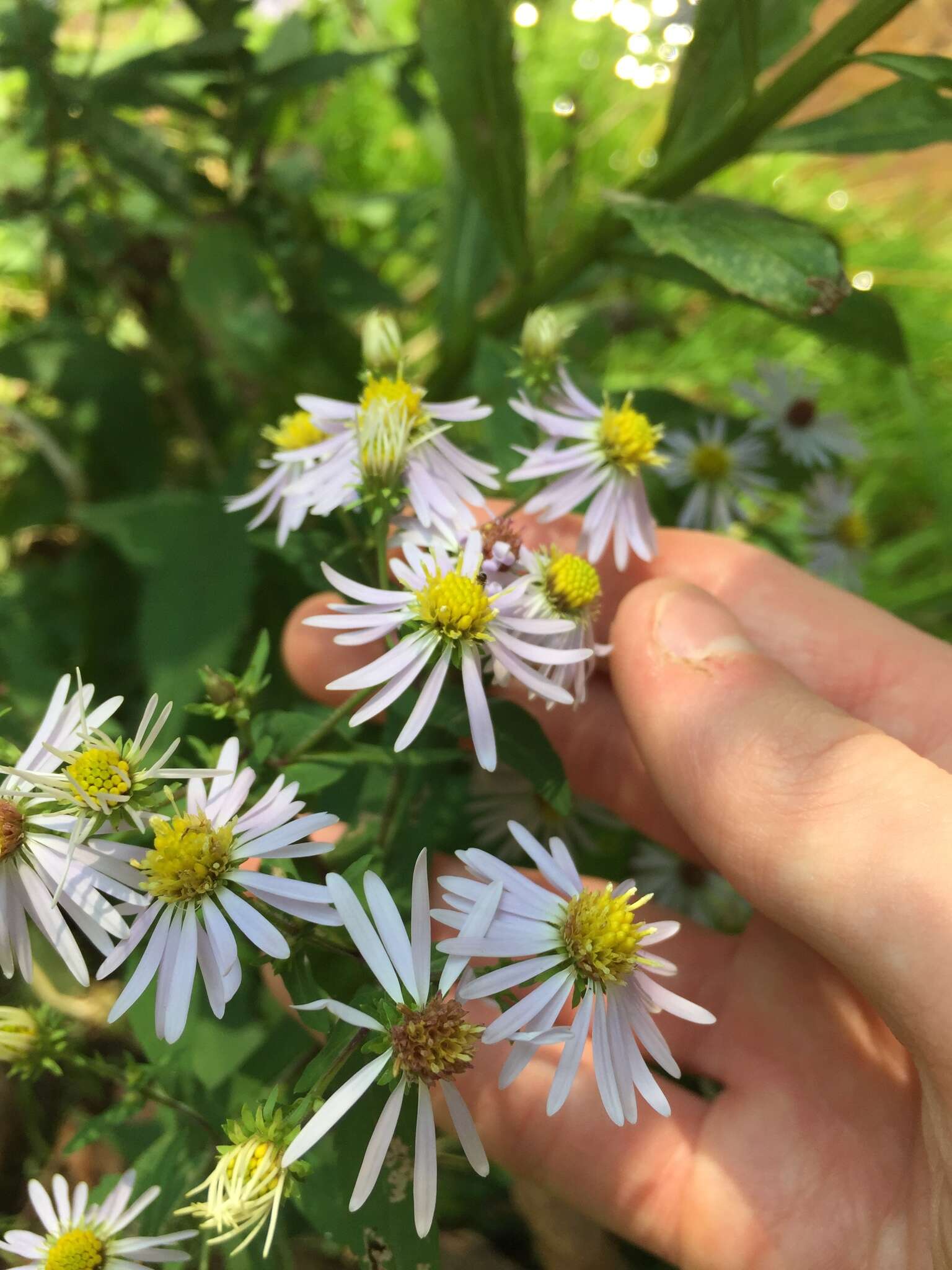 Image of crookedstem aster