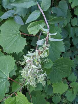 Image of Honeysuckle witches' broom aphid