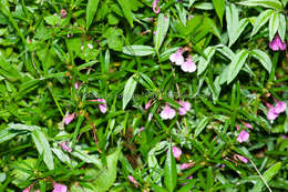 Impatiens chinensis L. resmi