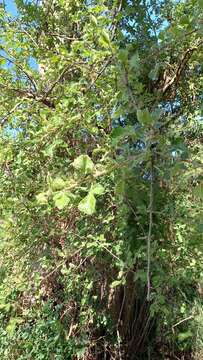 Imagem de Commiphora africana (Rich.) Engl.