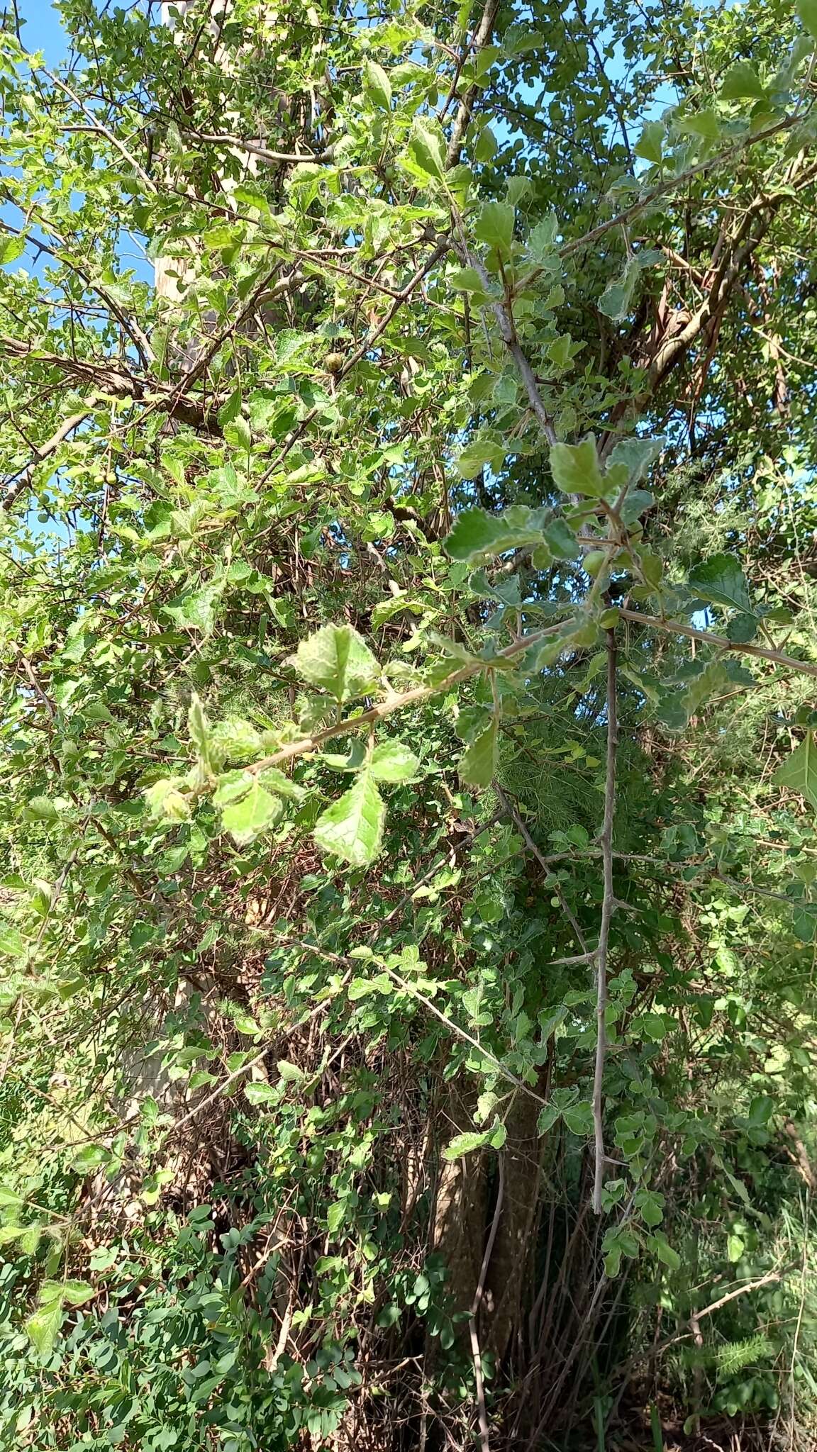 Imagem de Commiphora africana (Rich.) Engl.