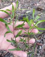 Image of Persoonia sericea A. Cunn. ex R. Br.