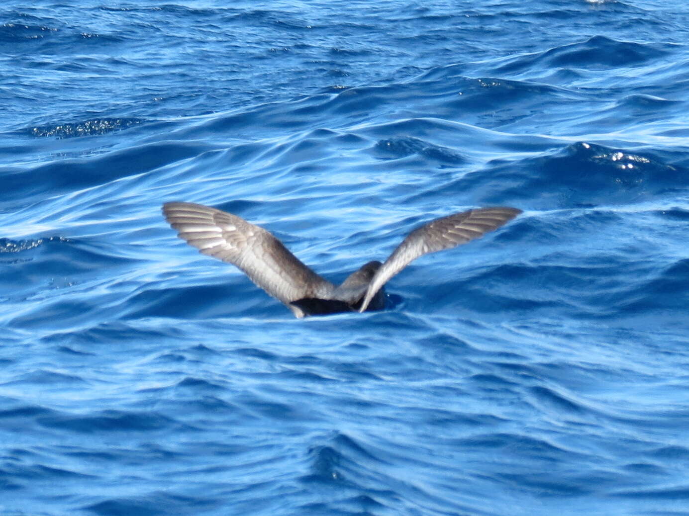 Providence Petrel media - Encyclopedia of Life