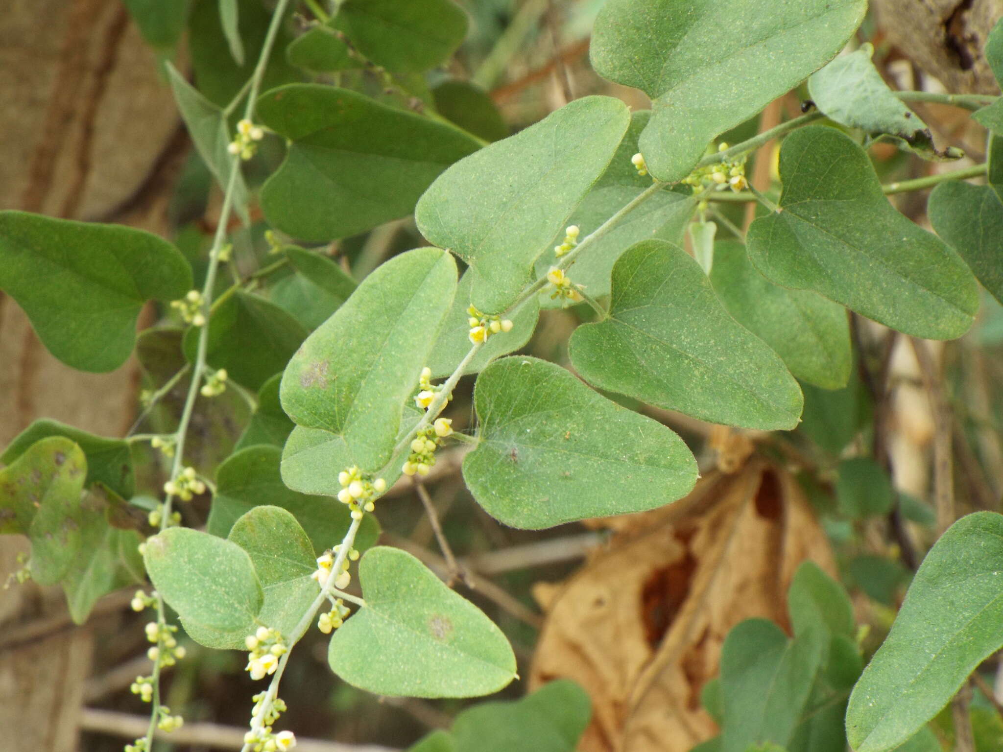 Smilax aristolochiifolia Mill. resmi