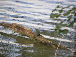 Image of slider turtle, red-eared terrapin, red-eared slider