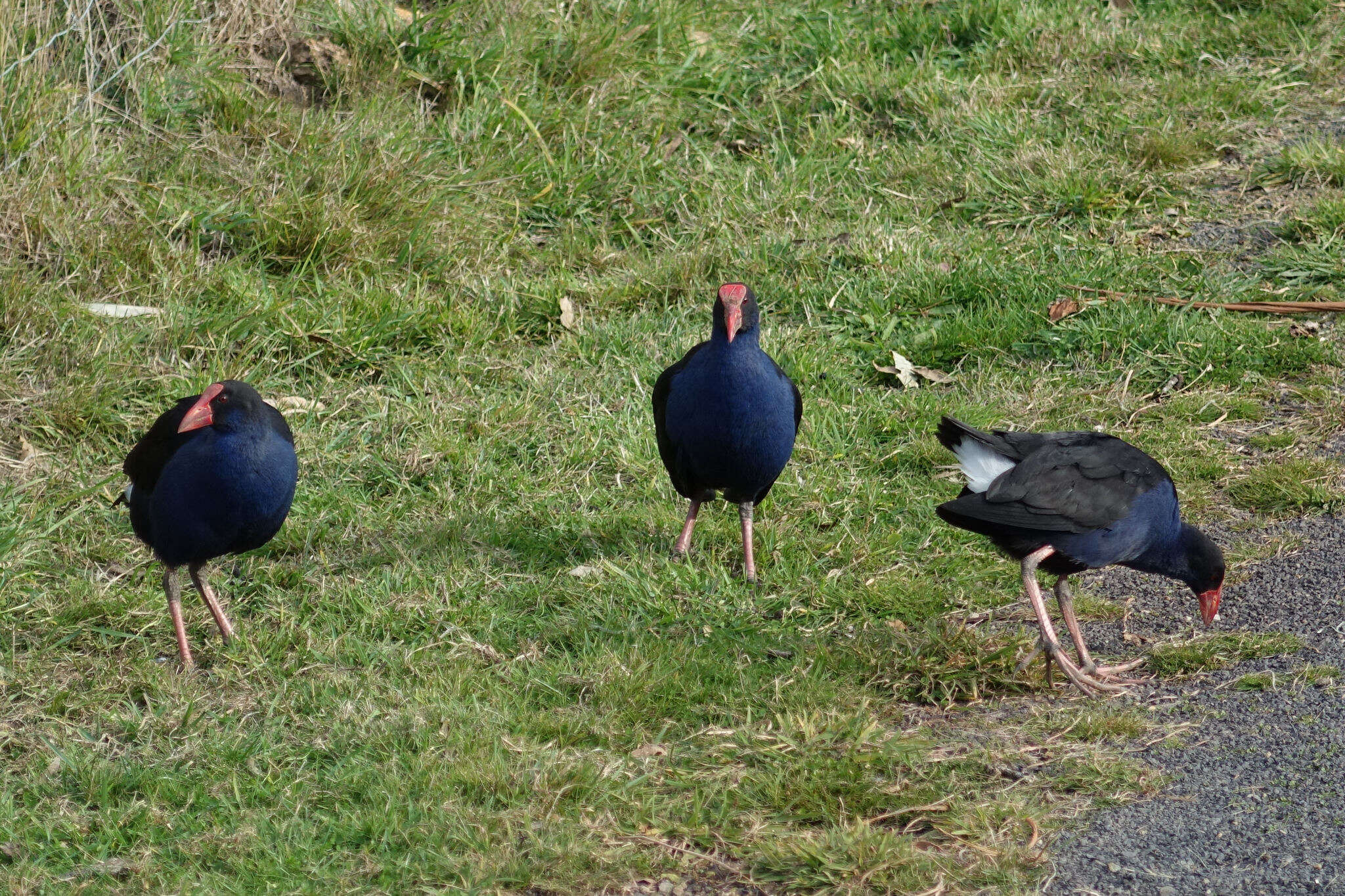 Image of Australasian Swamphen