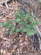 Image of <i>Cephalotaxus harringtonia</i>