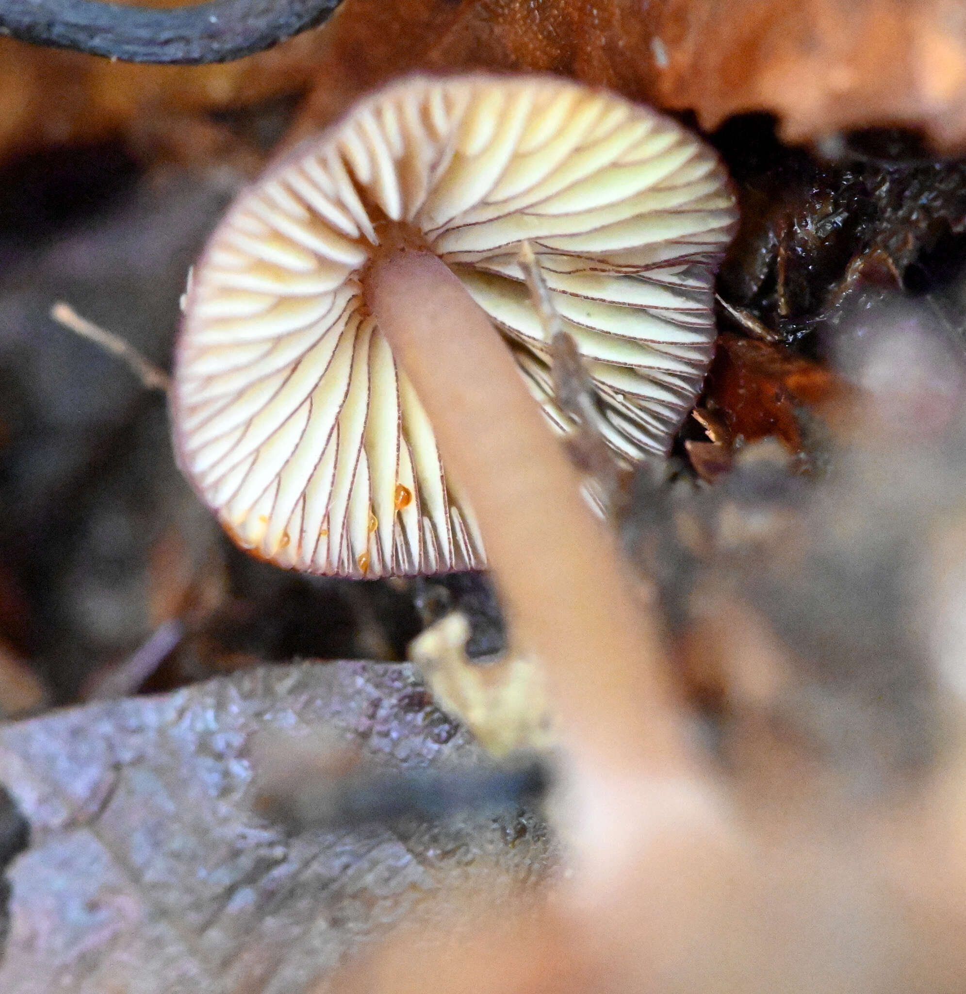 Image of Mycena atkinsoniana A. H. Sm. 1947