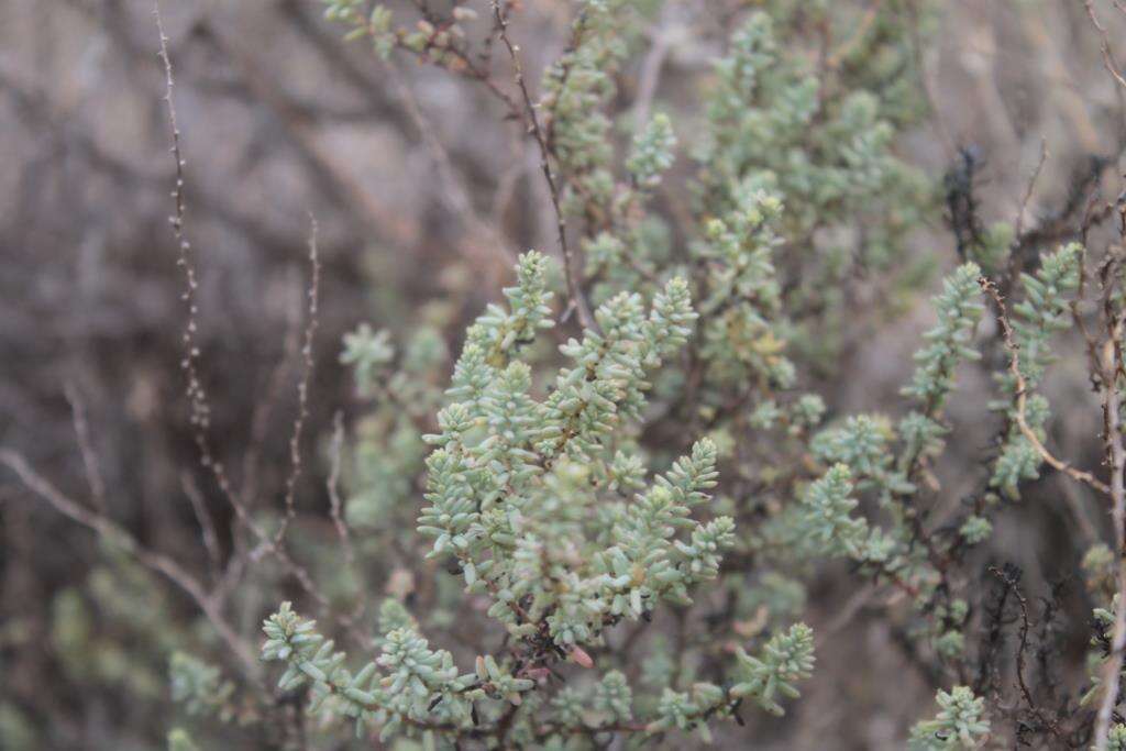 Image of Suaeda palmeri (Standl.) Standl.