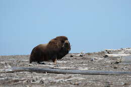 Image of muskox