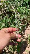 Image of Aloysia decipiens Ravenna