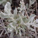 Image of Berkheya cuneata (Thunb.) Willd.