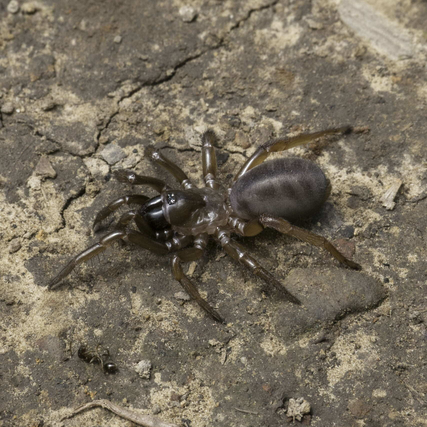 Image of Promyrmekiaphila clathrata (Simon 1891)