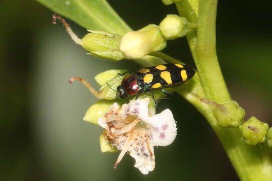 Image de Castiarina cydista (Rainbow 1904)