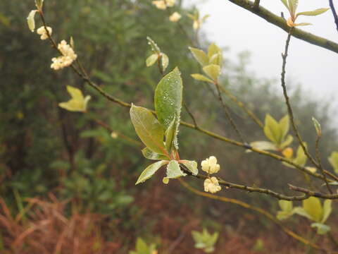 Image de Litsea cubeba (Lour.) Pers.